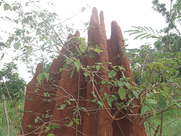 anthill  structure