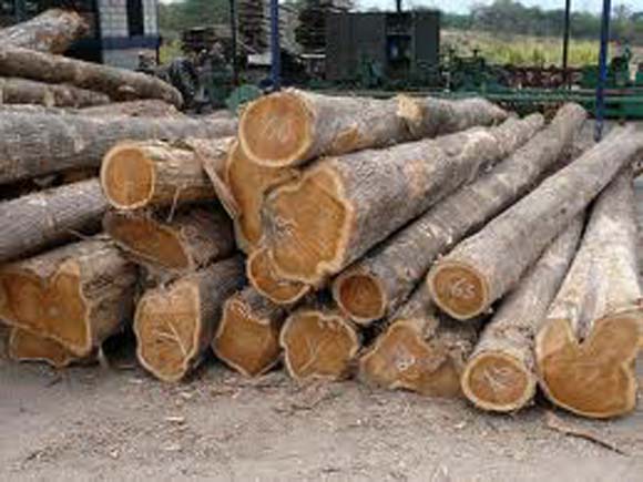 Teak wood logs– trunk side view