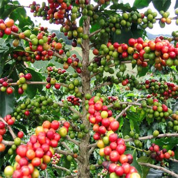 Coffee plant with coffee berries