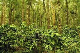 Coffee plantation- Coffee plants grow under the shade of trees