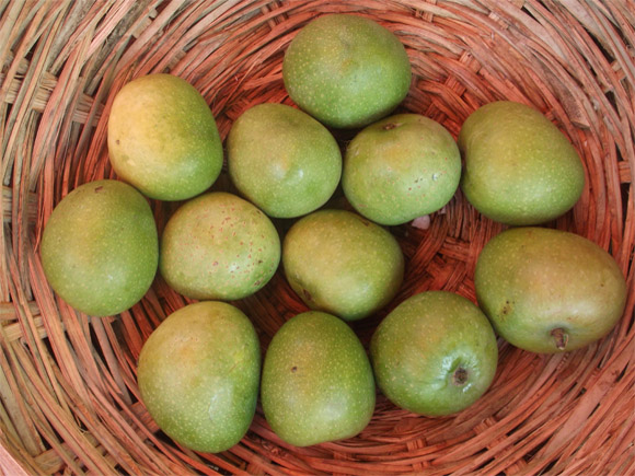 Raw mangoes for aavakaya pickle